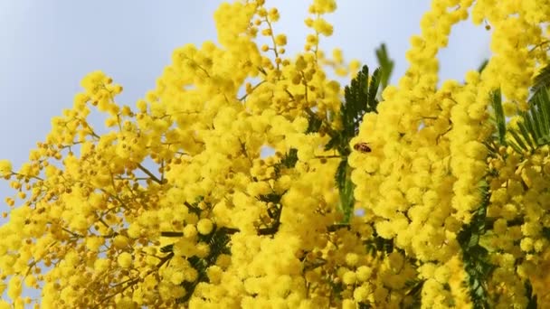 Včela Opyluje Kvetoucí Mimózu Únoru Větve Mimózy Acacia Dealbata Pohybují — Stock video