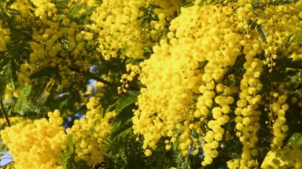 Ветви Мимозы Acacia Dealbata Движутся Ветру Солнечный День Цветочная Ветвь — стоковое видео