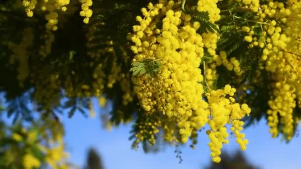 Las Ramas Mimosa Floreciente Hermosa Acacia Dealbata Mueven Viento Día — Vídeos de Stock