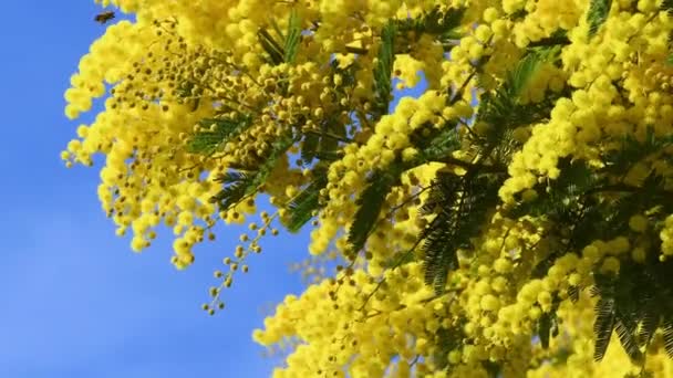Gałęzie Pięknej Kwitnącej Mimozy Acacia Dealbata Poruszają Się Wietrze Słoneczny — Wideo stockowe