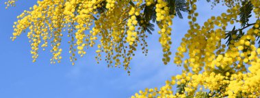Mavi gökyüzüne karşı çiçek açan mimoza ağacı. Mimosa arka planda çiçek açıyor. Seçici odaklanma. Mimoza 'nın çiçekli dalı 8 Mart' ta Uluslararası Kadınlar Günü için kadınlara sunuluyor. uzun pankart