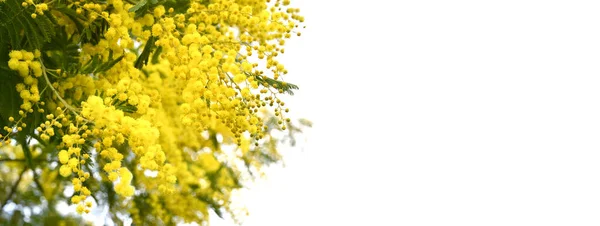 Înflorire Mimosa Izolat Alb Mimosa Înfloreşte Fundalul Concentrare Selectivă Ramura — Fotografie, imagine de stoc