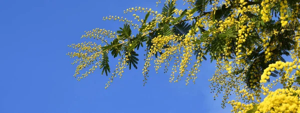 青空に向かってミモザの木を咲かせます ミモザが背景に咲く 選択的フォーカス ミモザの花の枝は国際女性デーのために3月8日に女性に提供されています 長い旗 — ストック写真