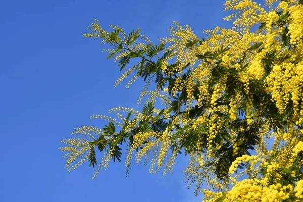 Flowing Mimosa 나무푸른 하늘에 미모사는 배경에 피운다 선택적 집중입니다 미모사의 — 스톡 사진