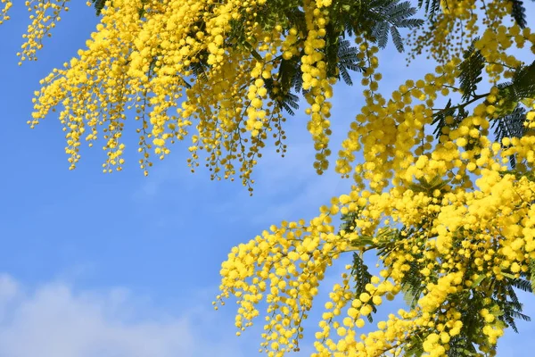 青空に向かってミモザの木を咲かせます ミモザが背景に咲く 選択的フォーカス ミモザの花の枝は国際女性デーのために3月8日に女性に提供されています — ストック写真