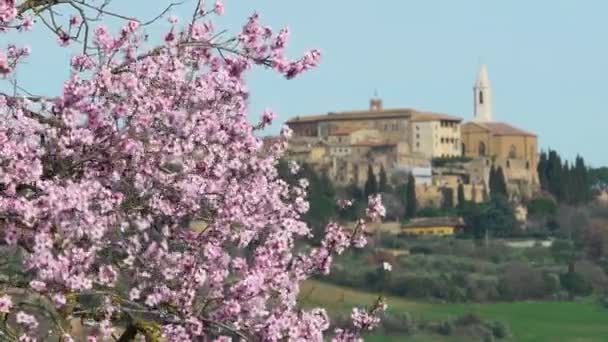 开花的树在春天的风中飘扬 背景是皮恩扎镇 Val Orcia 托斯卡纳 意大利 — 图库视频影像
