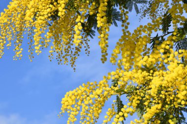 Mavi gökyüzüne karşı çiçek açan mimoza ağacı. Mimosa arka planda çiçek açıyor. Mimoza 'nın çiçekli dalı 8 Mart' ta Uluslararası Kadınlar Günü için kadınlara sunuluyor..