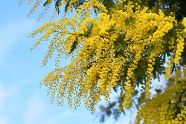 Mavi gökyüzüne karşı çiçek açan mimoza ağacı. Mimosa arka planda çiçek açıyor. Mimoza 'nın çiçekli dalı 8 Mart' ta Uluslararası Kadınlar Günü için kadınlara sunuluyor..
