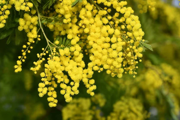 Mimosa Virágzik Olaszországban Februárban Sárga Mimózavirág Van Növényen Közelkép — Stock Fotó