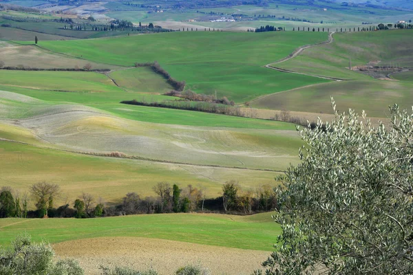 Ulivo Con Verdi Colline Che Circondano Pienza Sullo Sfondo Durante — Foto Stock