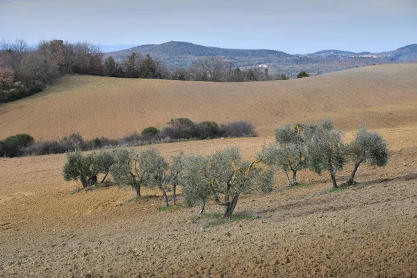 Skupina Olivovníků Obdělávaných Polích Poblíž San Quirica Orcia Toskánsko Itálie — Stock fotografie