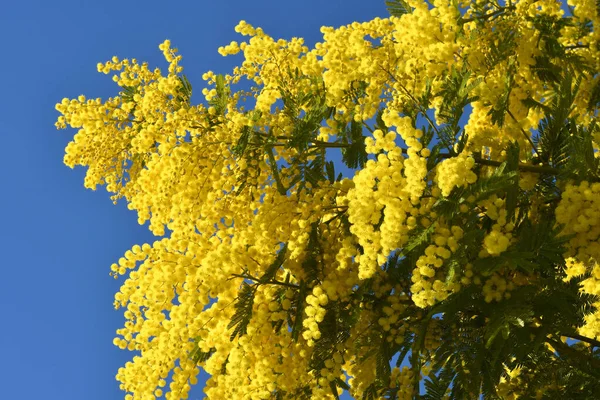 Mavi Gökyüzüne Karşı Çiçek Açan Mimoza Ağacı Mimosa Arka Planda — Stok fotoğraf
