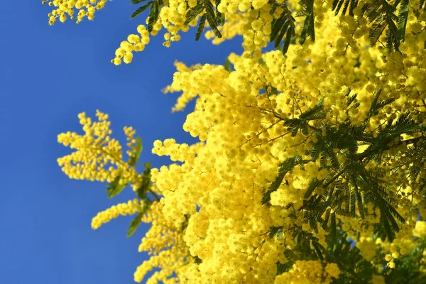 Mimosa Floreciente Contra Cielo Azul Mimosa Florece Fondo Rama Florida —  Fotos de Stock