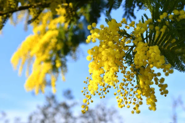 Flowering mimosa tree against blue sky. Mimosa blooms background. The flowery branch of mimosa is offered to women on March 8th for the International Women\'s Day.