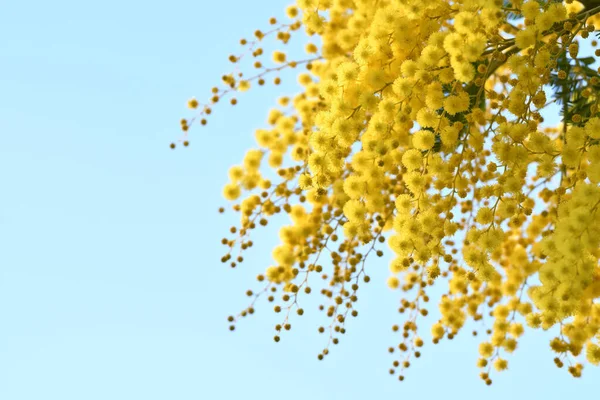 Flowing Mimosa 나무푸른 하늘에 미모사는 배경에 피운다 미모사의 꽃가지는 여성의 — 스톡 사진
