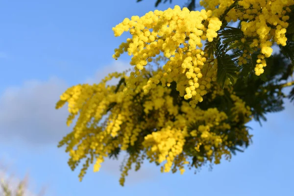 青空に向かってミモザの木を咲かせます ミモザが背景に咲く ミモザの花の枝は国際女性デーのために3月8日に女性に提供されています — ストック写真