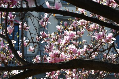 Güzel, pembe bir manolya ağacı. Bahar mevsiminde manolya çiçekleri kapanıyor..