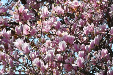 Güzel, pembe bir manolya ağacı. Bahar mevsiminde manolya çiçekleri kapanıyor..