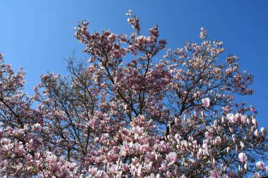Güzel, pembe bir manolya ağacı. Bahar mevsiminde mavi gökyüzüne karşı manolya çiçeklenir..