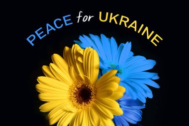 Siyah arka planda ayçiçeklerinin üzerinde Ukrayna bayrağı renkleri. Ukrayna için barış. Ukrayna Bayrağı.