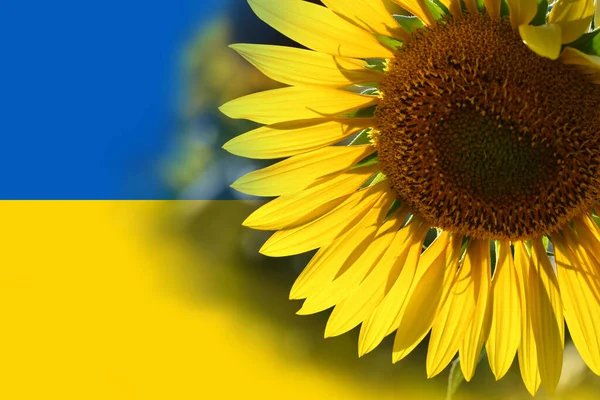 Соняшник Українському Прапорі Соняшник Один Символів України — стокове фото