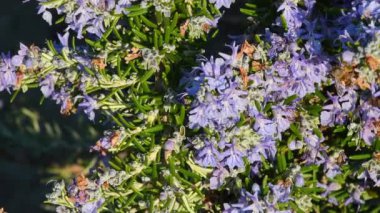 Biberiye çiçekli bir arıya yakın çekim