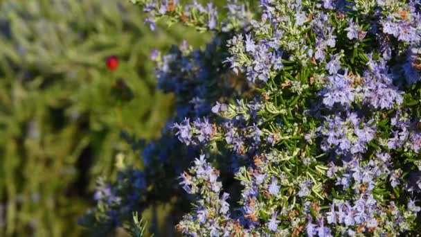 ローズマリー開花植物のクローズアップ 選択的焦点 — ストック動画