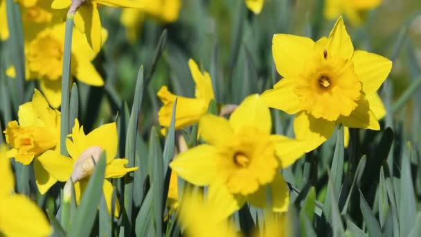 Bahçedeki Nergislere Yakın Çekim Sarı Nergisler Bahçede Parkta Çiçek Açar — Stok video