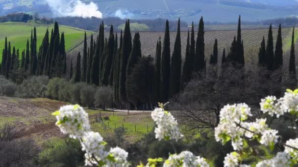 锡耶纳 Siena 附近美丽的土司坎 Tuscan 有柏树和开花树 意大利 — 图库视频影像