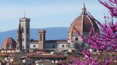 Floransa 'daki Santa Maria del Fiore Katedrali. Bahar mevsiminde çiçek açan Yehuda ağacı. İtalya.