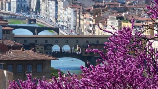 Florença Judas Floridos Com Famosa Ponte Velha Ponte Vecchio Sobre — Vídeo de Stock