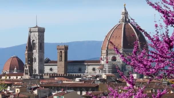 Katedrála Santa Maria Del Fiore Florencii Kvetoucím Jidášem Během Jarního — Stock video