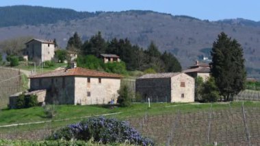 Arka planda Toskana bölgesindeki tipik bir çiftlik evi ile Rosemary bitkisi rüzgarda sallanıyor. İtalya