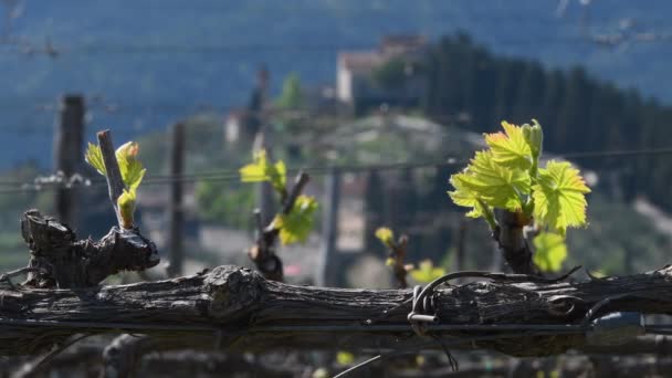 First Sprouts Vine Plant Vineyard Chianti Region Nipozzano Florence Tuscany — Stock Video