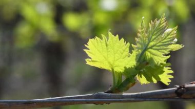 Nipozzano (Floransa) yakınlarındaki Chianti bölgesinde bir üzüm bağındaki asma bitkisinin ilk filizleri. Toskana, İtalya.