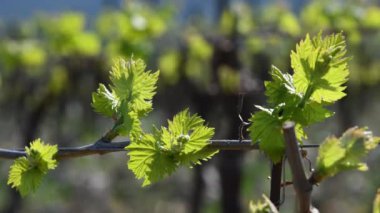 Nipozzano (Floransa) yakınlarındaki Chianti bölgesinde bir üzüm bağındaki asma bitkisinin ilk filizleri. Toskana, İtalya.