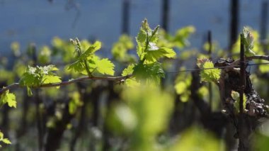 Nipozzano (Floransa) yakınlarındaki Chianti bölgesinde bir üzüm bağındaki asma bitkisinin ilk filizleri. Toskana, İtalya.