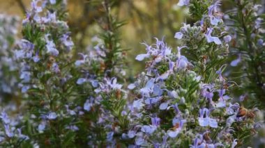 Rosemary Çiçek Fabrikası 'nın yakın çekimi. seçici odak