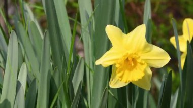 Bahçedeki nergisler rüzgarda sallanıyor. Sarı nergisler bahçede ya da parkta çiçek açar. Bahar mevsiminin güneşli ve ılık günlerle gelmesi kavramı. Nisan Paskalya çiçekleri rüzgarda sallanıyor.