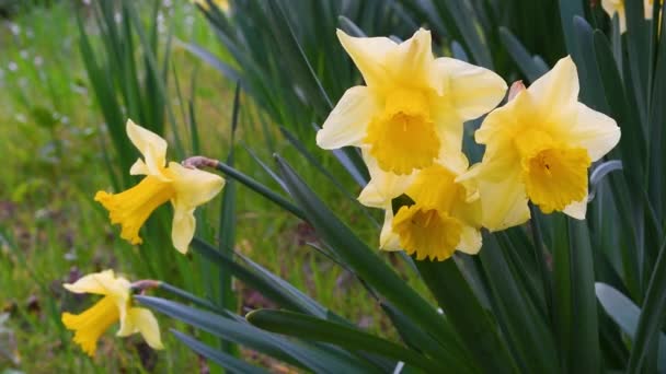 Daffodils Een Tuin Zwaaien Wind Gele Narcissen Bloeien Tuin Het — Stockvideo