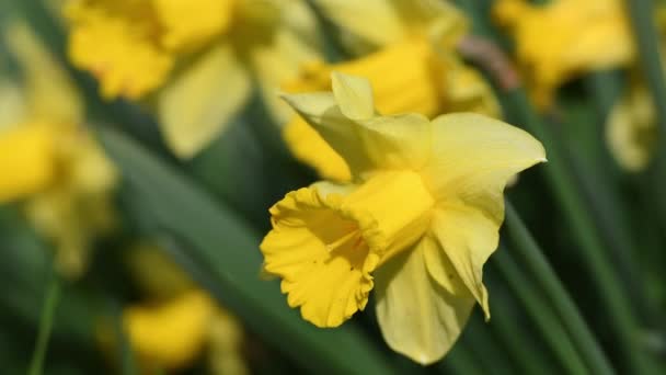 花园里水仙花的特写 黄色的水仙花在花园或公园里盛开 春暖花开 春暖花开 四月的复活节花朵在风中摇曳 选择性重点 — 图库视频影像