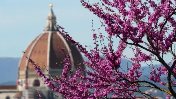 Kvetoucí Jidáš Strom Katedrálou Santa Maria Del Fiore Florencii Pozadí — Stock video