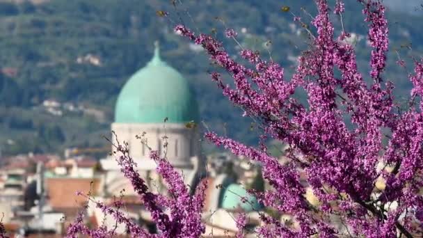 Çiçekli Yehuda Ağacı Floransa Nın Merkezindeki Sinagog Kubbesi Talya Nın — Stok video