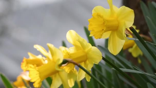 Narcisy Zahradě Zahradě Nebo Parku Kvetou Žluté Narcisy Koncept Příchodu — Stock video