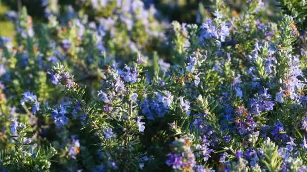 Close Planta Floração Rosemary Durante Estação Primavera — Vídeo de Stock