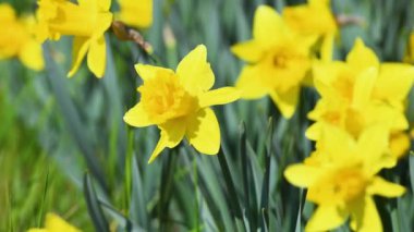 Bahçedeki nergisler. Sarı nergisler bahçede ya da parkta çiçek açar. Bahar mevsiminin güneşli ve ılık günlerle gelmesi kavramı. Nisan Paskalya çiçekleri rüzgarda sallanıyor. seçici odak.
