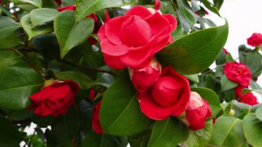 Çiçek açan güzel kırmızı kamelya çiçekleri. Kamelya, Theaceae familyasından bir bitki cinsidir. Kapat.