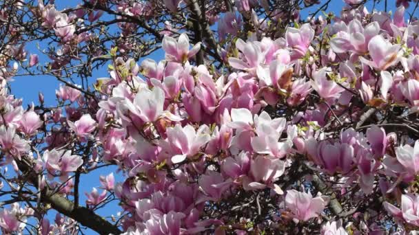 Bela Árvore Magnólia Rosa Florescendo Close Flores Magnólia Estação Primavera — Vídeo de Stock