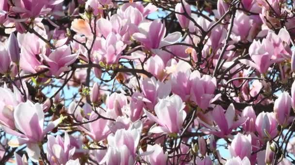 Beautiful Pink Blooming Magnolia Tree Close Magnolia Blossoms Spring Season — Stock Video