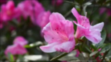 Baharda Azalea 'nın güzel pembe çiçeklerini kapatın. Azalea rhododendron cinsine aittir. Seçici Odaklanma